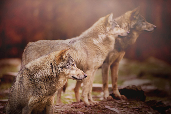 Parc animalier de Sainte Croix